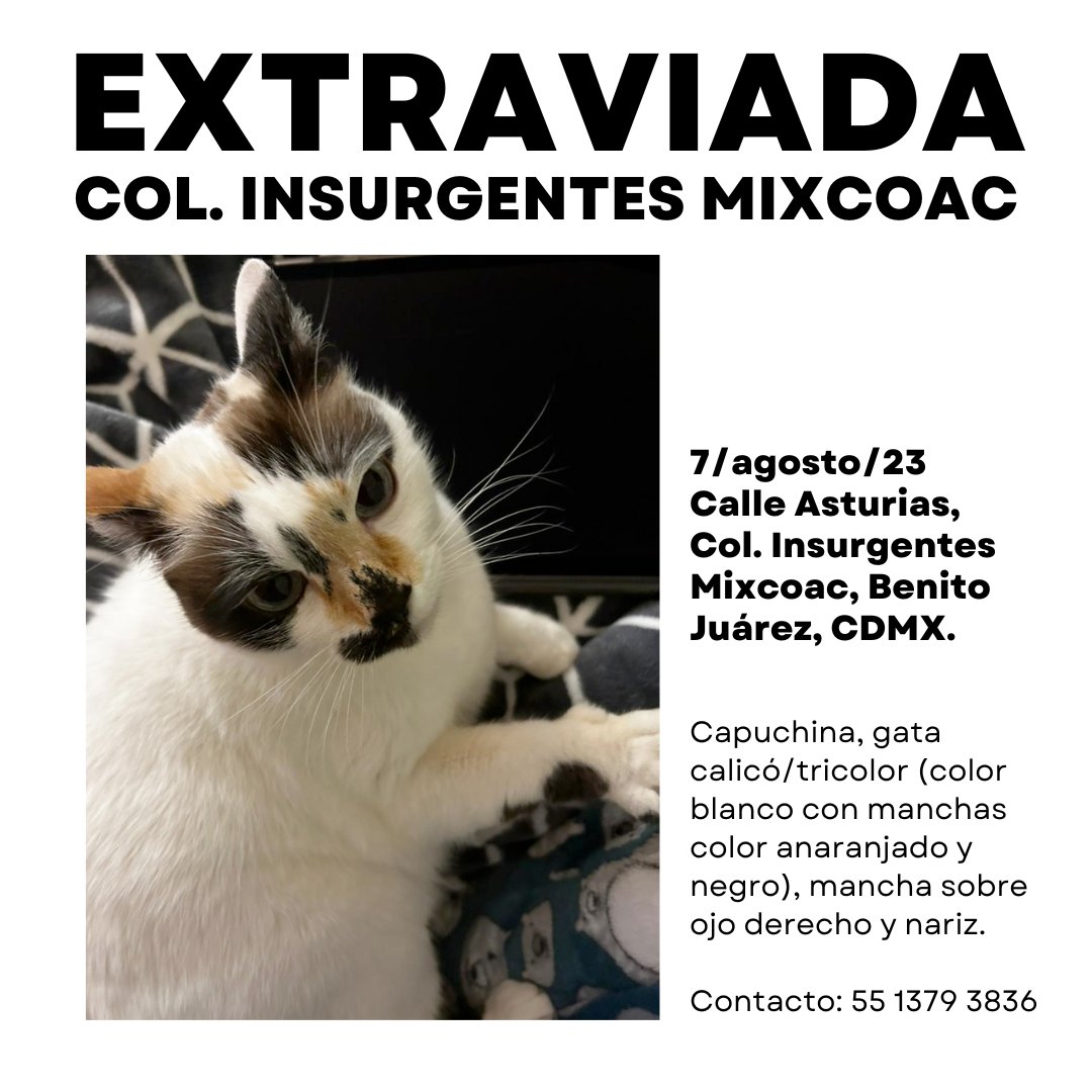 #Extraviada Capuchina, gata calicó/tricolor (color blanco con manchas color anaranjado y negro), mancha sobre ojo derecho y nariz. Se perdió 7/ago/23 en Calle Asturias, Col. Insurgentes Mixcoac, Benito Juárez, CDMX. 
cc <a href="/darkgodness/">Alatariel Tasartir</a>