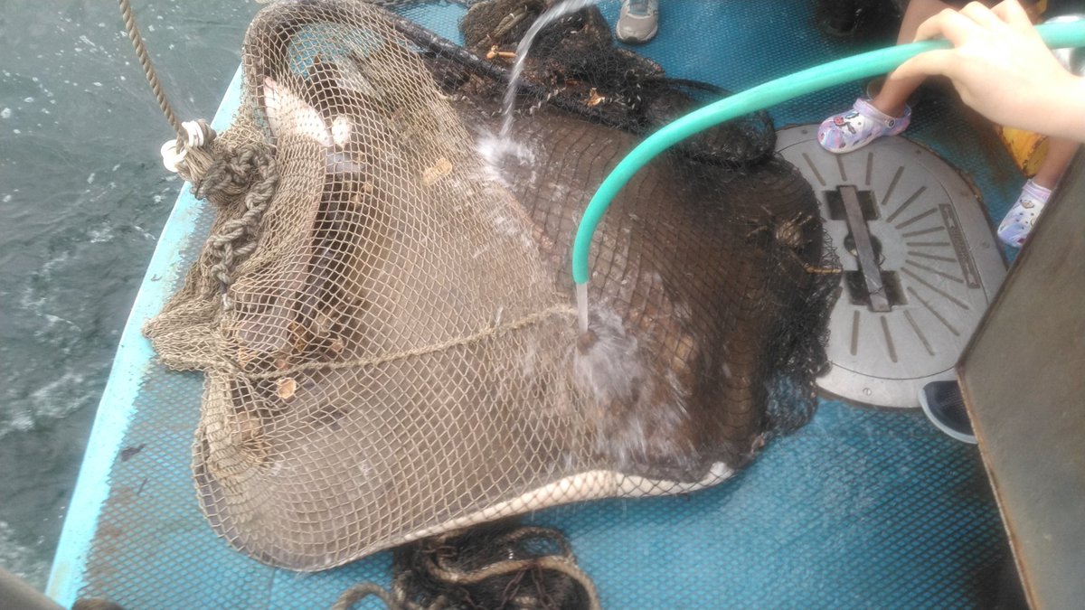 Amazing catch in today's trawl! A female roughtail stingray (Dasyatis centroura). She measured 133 cm across and weighed close to 200 lbs. First such specimen in my 20 years of bio sampling Long Island Sound.