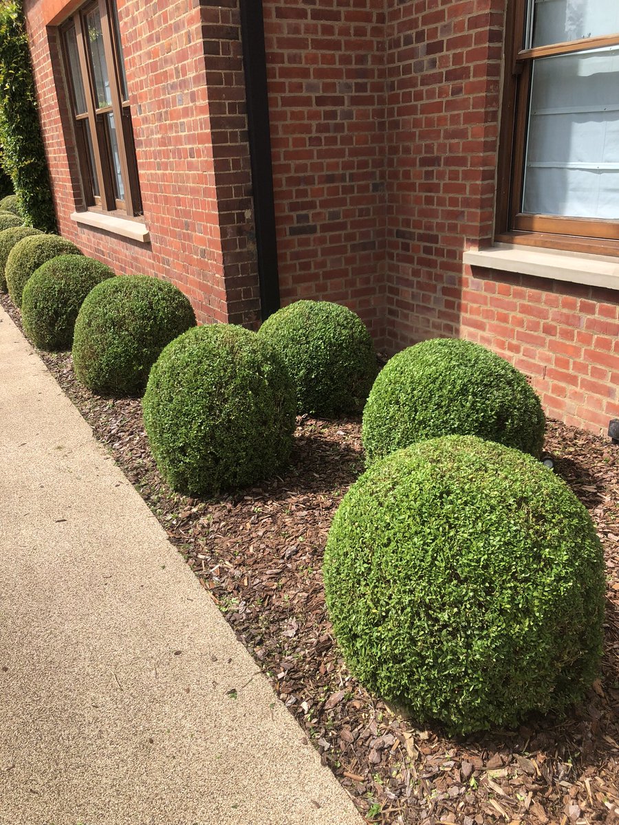 BarnetBrauno's tweet photo. @TheMontyDon Nice job, I spent 2 days trimming these. https://t.co/Gj081nIyup