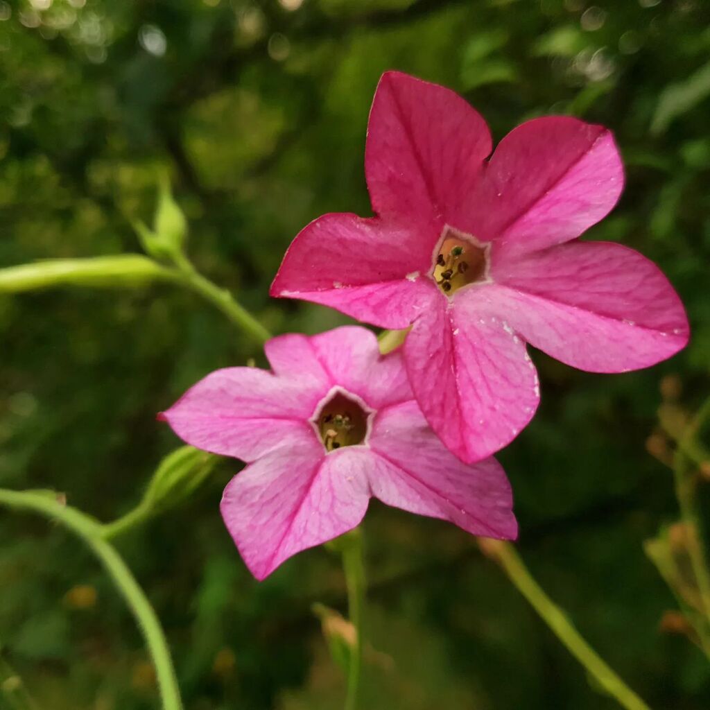 Pink nicotiana blooms in our garden 🤩
.
.
.
#bohemianliving #bohemianhouse #bohemiangarden #bohemianvibe #bohemianhouses #bohovibes #boholifestyle #bohemianhome #bohohippie #bohohome #bohoinspiration #bohoinspo #bohoinspired #bohemianinspo #bohemianinspiration #bohemianinspi…
