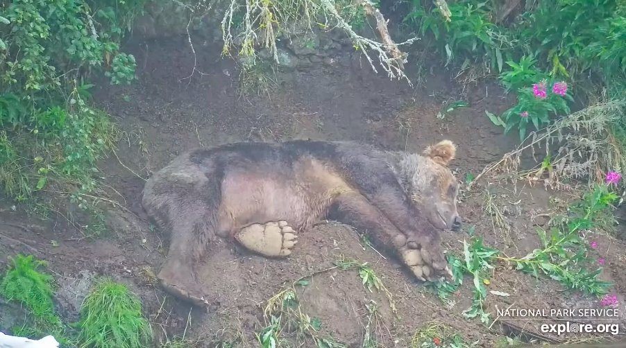 GoofballAnimals's tweet photo. My heart just exploded. Sweet dreams, cubber.π @exploreorg @KatmaiNPS #BrownBearCam https://t.co/Xm5k9utxjZ