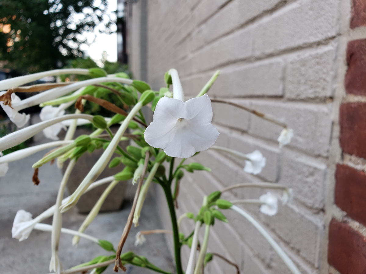 concretebotany tweet media