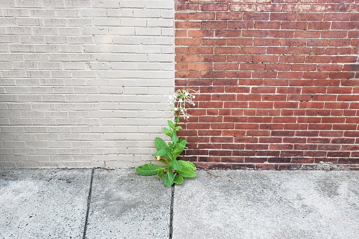 concretebotany tweet media