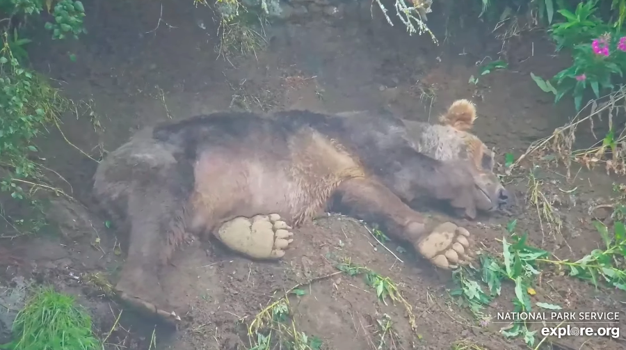 GoofballAnimals's tweet photo. THANK YOU @exploreorg #BrownBearCam operators! #ThosePaws @exploreorg @KatmaiNPS https://t.co/GAgB2itTWY