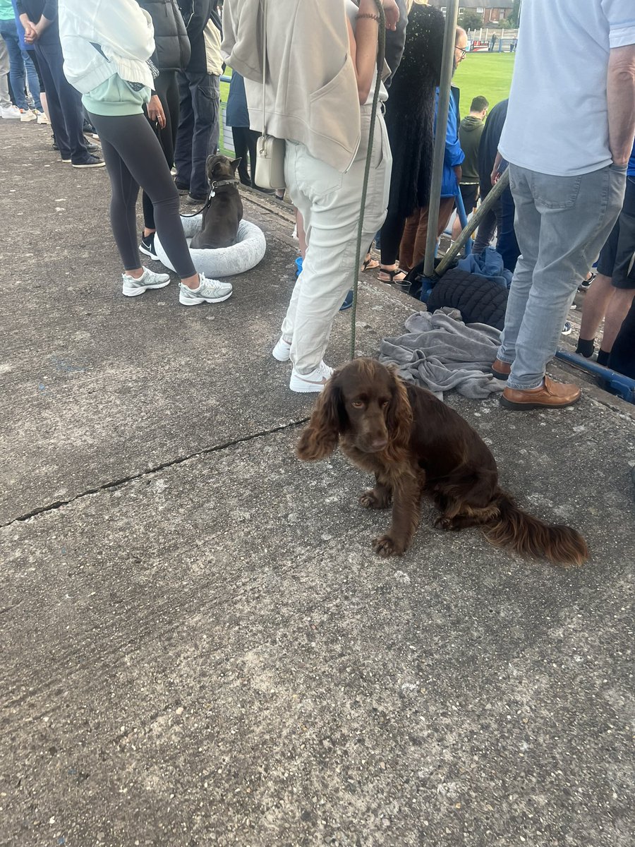 littlewood_mark's tweet photo. First visit to The Grove this season and a perfect night for it! ๐
@halesowentownfc #NonLeague #Yeltz #Dogsatfootball https://t.co/HZzg7LCyV8