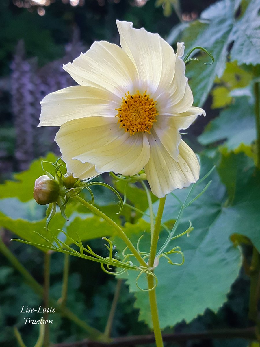 Plantaholic 🌸 tweet media