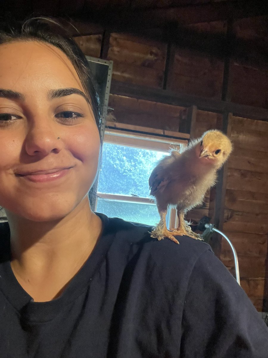 One of my chickens (buff bhrama) I named bucatini 🍝