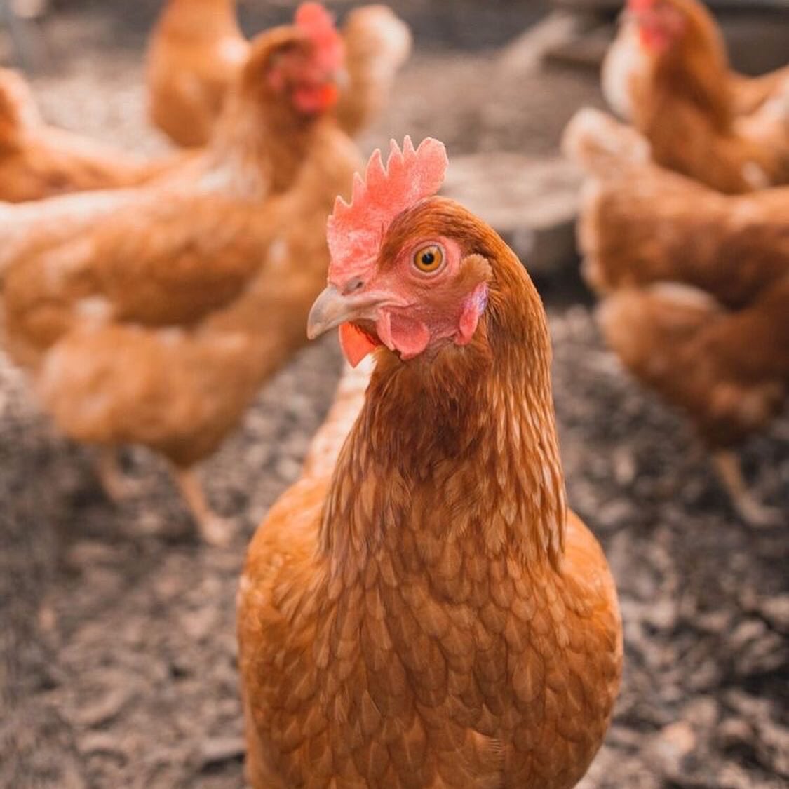 panogyewa's tweet photo. Mr president @officialABAT,we really do hope this message meet you well…THE POULTRY INDUSTRY IN NIGERIA IS SUFFERING AND WE NEED HELP!!! #trend #nigeria #BBNaijaXAquafina #Poultryindustry #tuesdayvibe https://t.co/fBiwAtcc4y