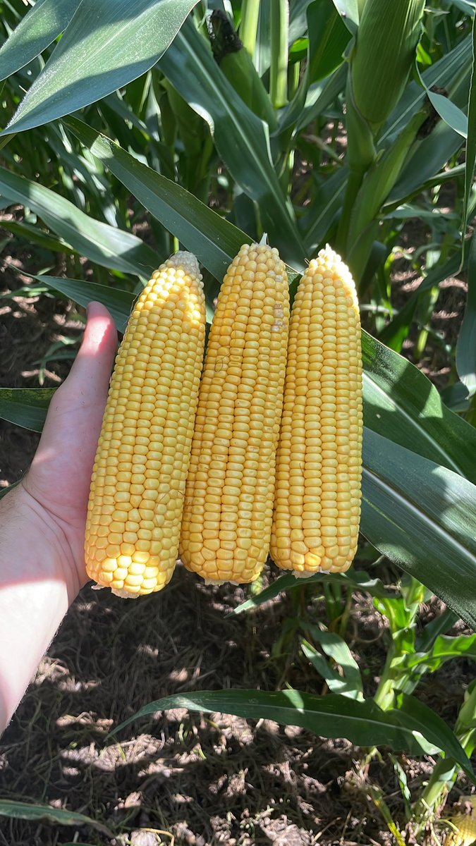 Is this what it’s like to farm in the greater I-States?? Not used to well watered corn in the sandhills..