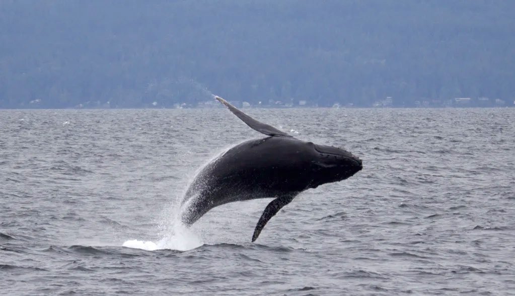 Saw a Humpback Whale: