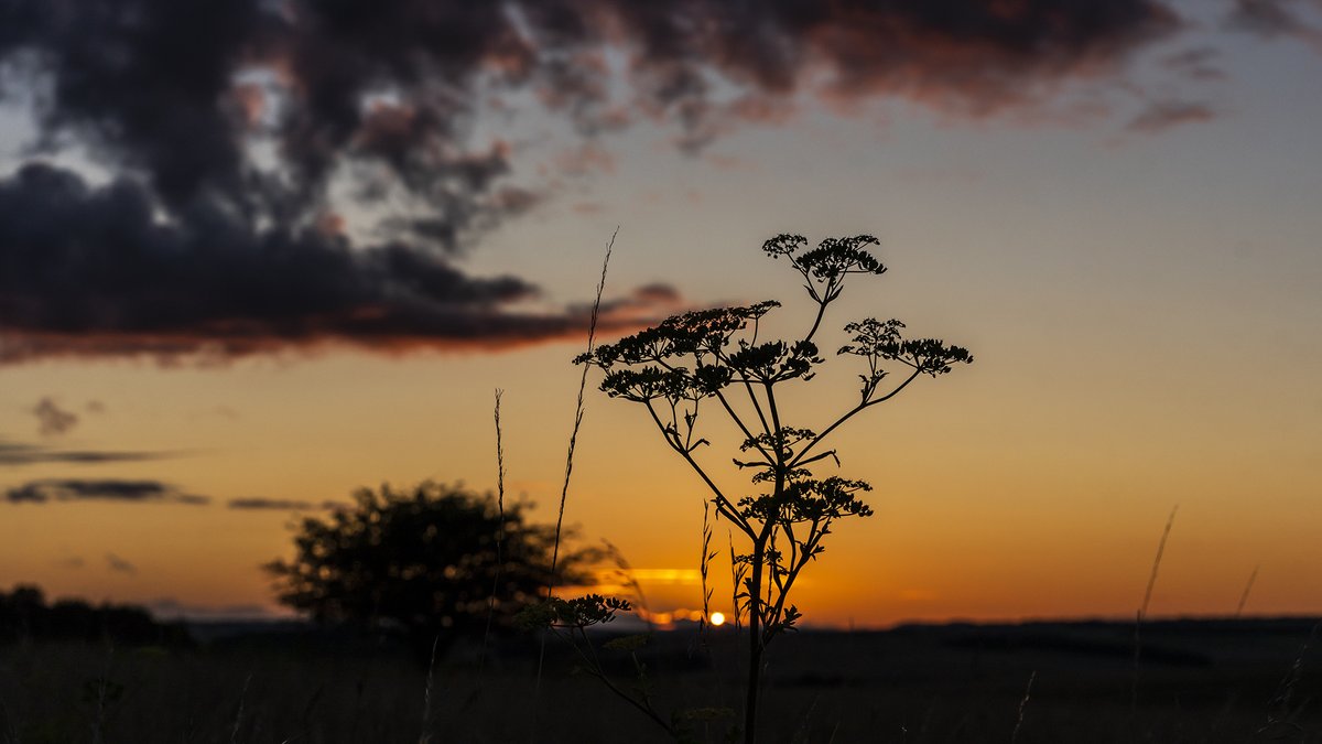 A few from a Plain circumabulation a couple of weeks ago a) Observation tower on SPTA centre 2) A view across the vale to Walker's Hill and Alton Barnes White Horse 3) A burning thorn 4) A sunset with umbellifer #wiltshire #salisburyplain