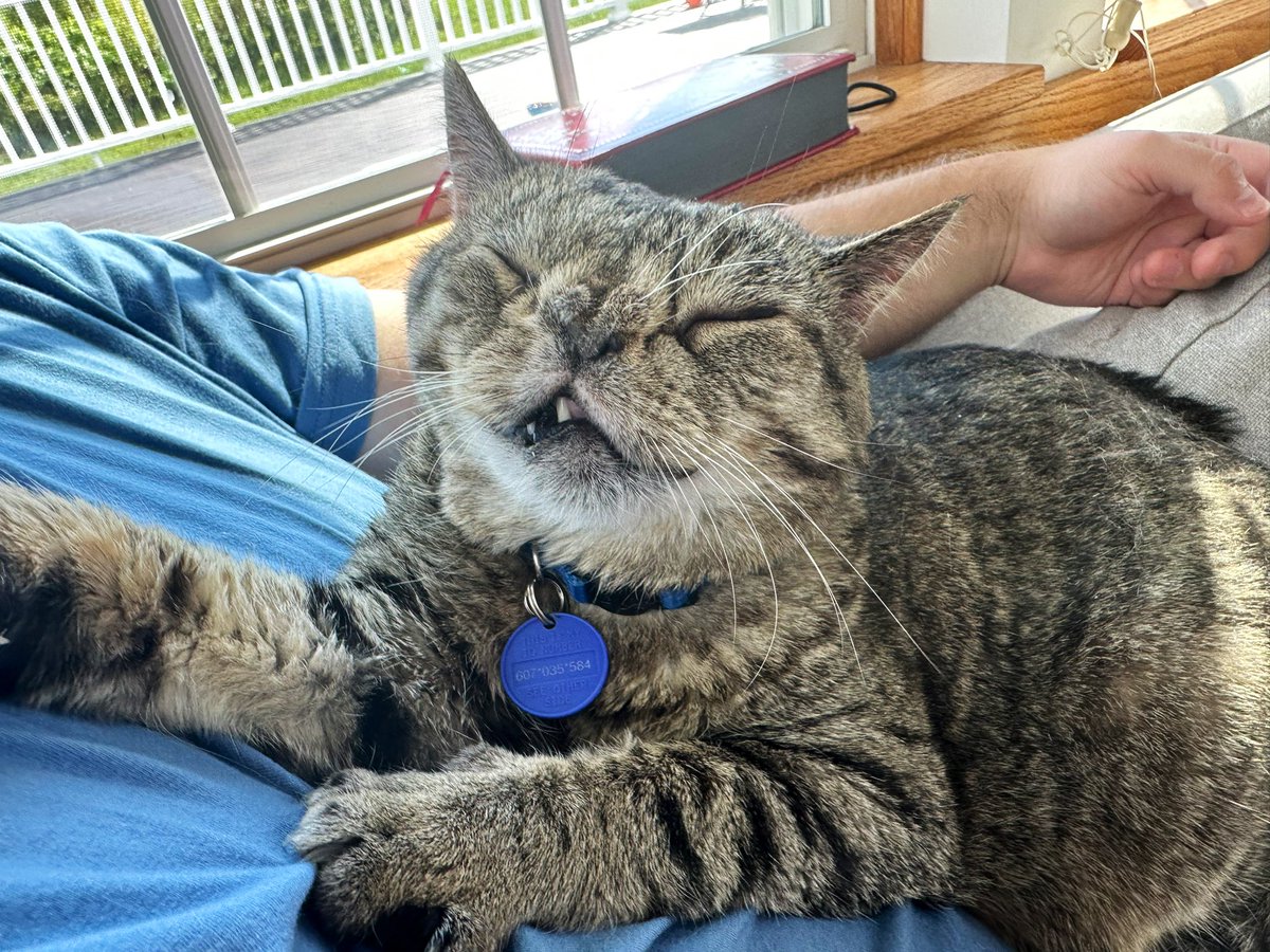 CatZamboni's tweet photo. I was built for naps ���� https://t.co/Jb09wv1nY3