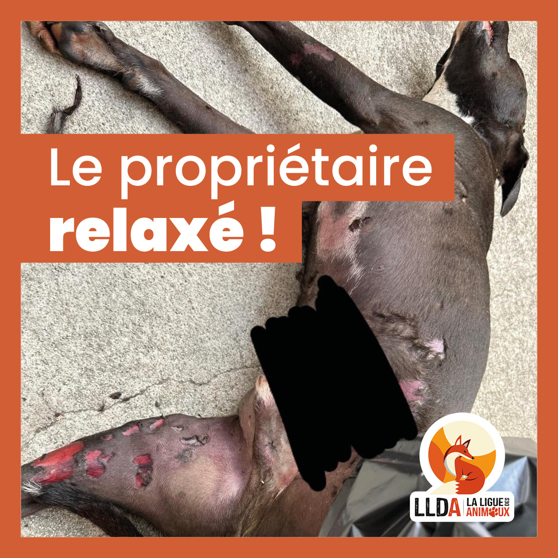 LigueDesAnimaux's tweet photo. Rappelez vous cette histoire horrible à Nice 🧐

Tsuki, un chien avait été traîné dans la rue par son propriétaire et était mort des suites de ses blessures. 

Cet homme est passé devant la justice et a été RELAXÉ, "pour faute de manque de preuves".   

Consternant ! 😡 https://t.co/B3HoyyiadH