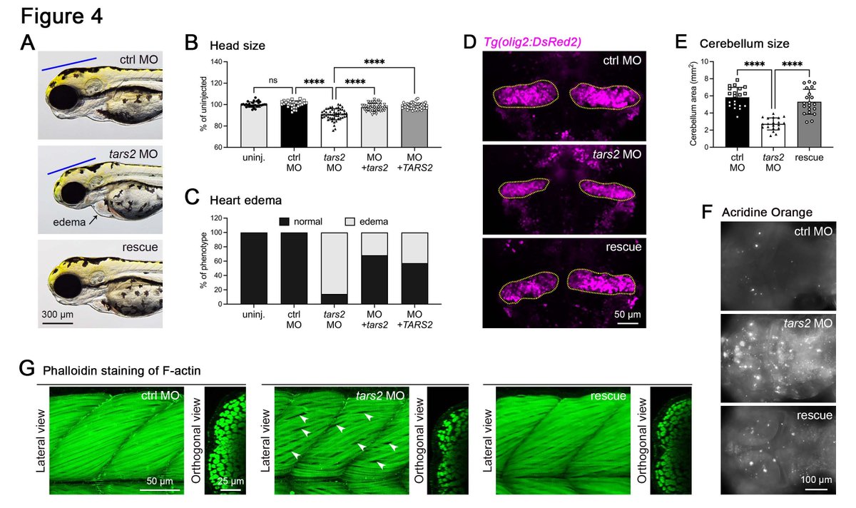 What's new with TARS2? In vitro assay and zebrafish model confirm variant pathogenicity and demonstrate certain TARS2 variants disrupt mTORC1 signaling <a href="/varshneylab/">Gaurav</a> bit.ly/44aZnrp