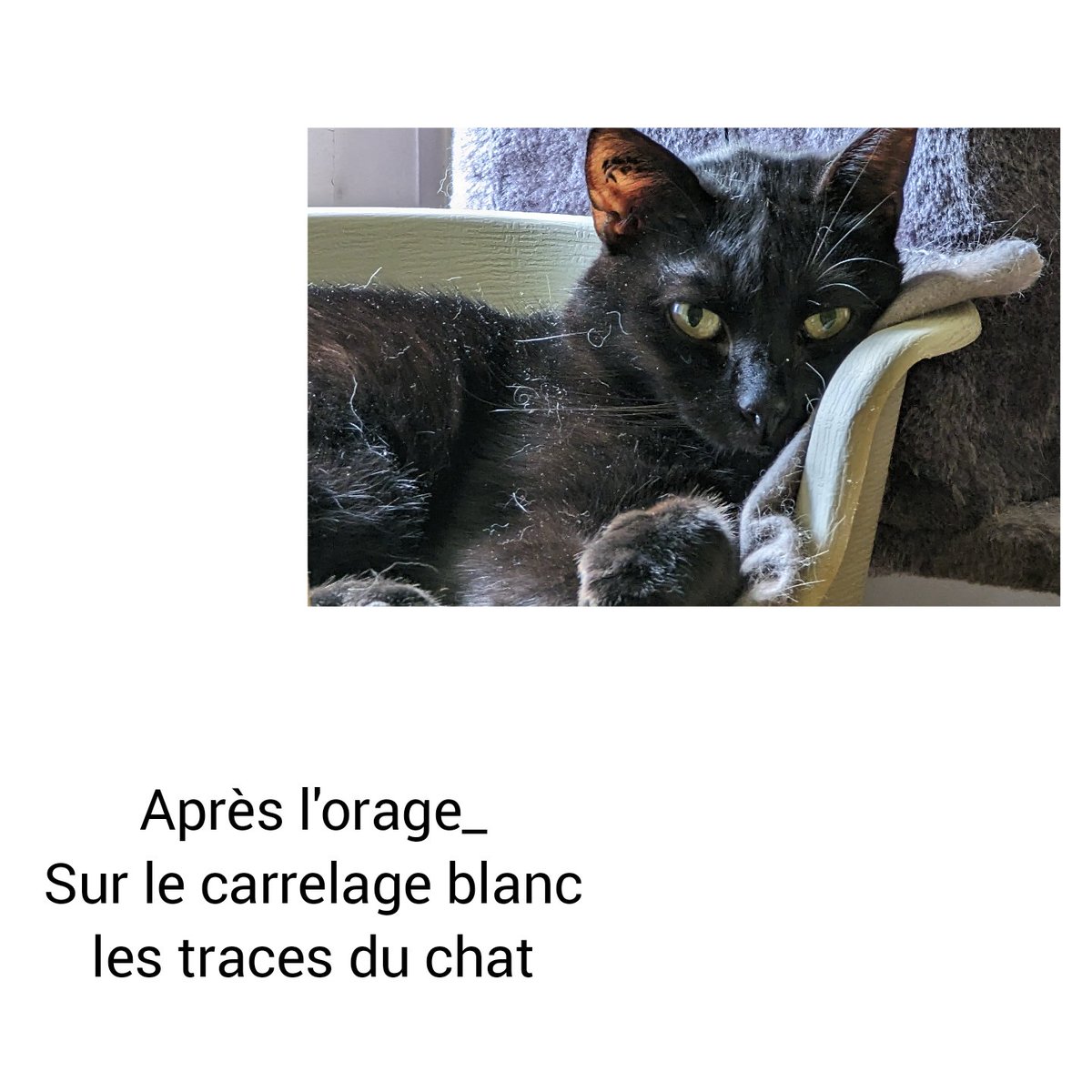 #haiku #ombres

Après l'#orage

Bonne soirée ami-e-s