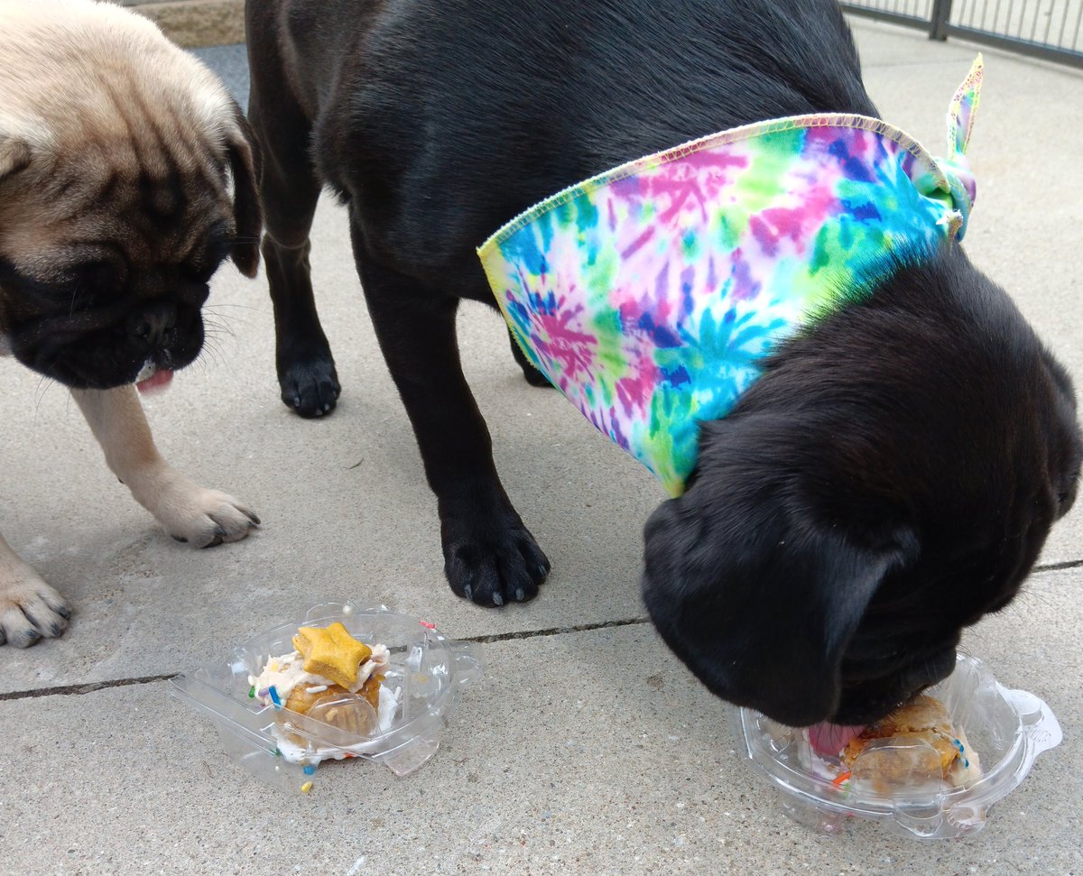 mommasboymushu's tweet photo. We are trying for the fourth time to wish you a happy #TOT. Twitter keeps crashing ๐ก. We love you friends. #TongueOutTuesday #puglife #pugsoftwitter #dogsoftwitter #dogsofx #pug #puppies #puppylove #tuesdayvibe #TOTX2 #TOTTT https://t.co/V0NgcmNcnj