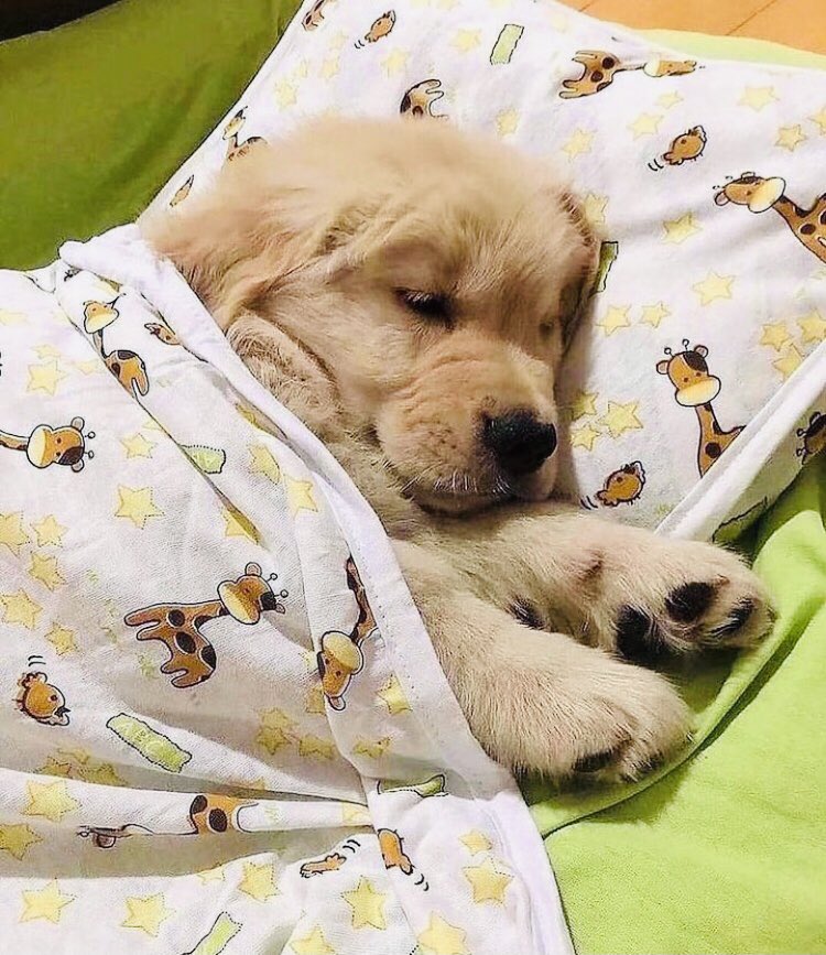 Sweet dreams, sleep well dear 😘
#goldenretrieverpuppy