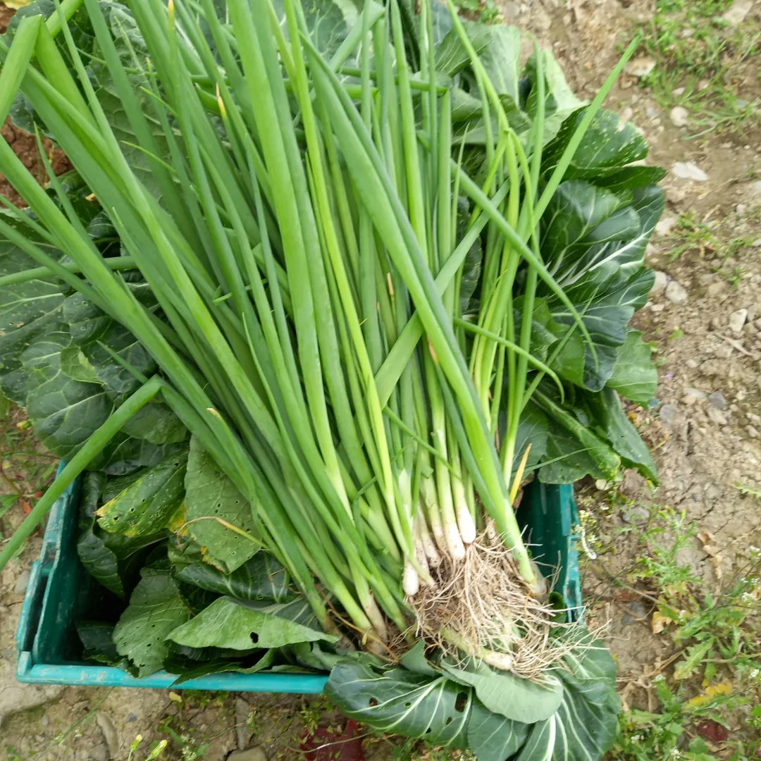 BallymakennyF's tweet photo. Lots going on 2day But this evening I had a great time in the #vegpatch
harvested #Carrots #SpringOnions #lettuce 
#PakChoi All 4 @BSpudshack customers 2morrow, as well as #Queens &amp; #Premiere new potatoes all dug this evening Not forgetting our #LongStemBroccoli picked this morn https://t.co/jvr7el1rGW