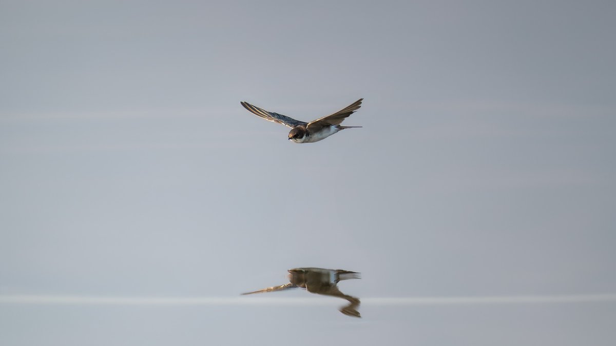 JotaLillo's tweet photo. Golondrina Chilena 

Golondrina chilena sobrevolando el espejo de agua del humedal de Batuco

#nature #birds #naturephoto #aves #birds_captures #birdsphotography #chiletravel #avesdechile #chile_natural #avifauna #faunachilena #aveschilenas #aveschile #rayadosporlafo... https://t.co/pcWutCgUWC