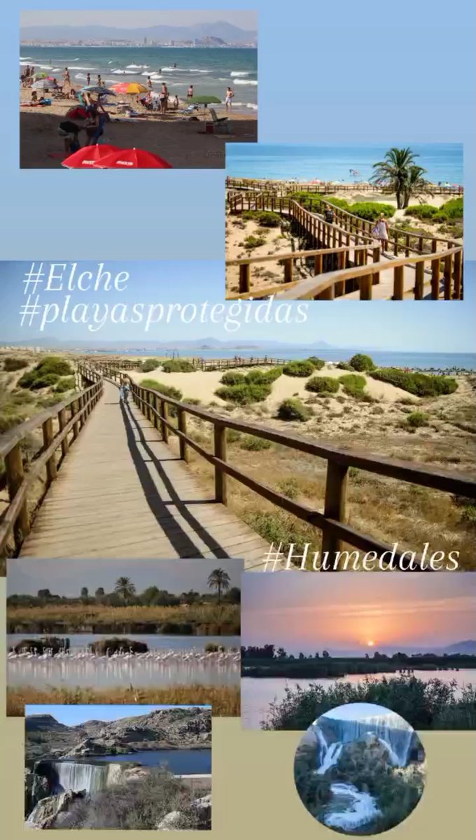 6c27a08e61744ae's tweet photo. #Elche 🌴 🌴 🌴 #Elx #oasismediterráneo 3 Patrimonios de la Humanidad y mucho más...
#misteridelx #palmeraldeelche #projectepuçol Parajes naturales y playas protegidos #elhondoelx #clotdegalvany #pantanodeelche #arenalesdelsol #laltet #lamarina #carabassi
https://t.co/7ZMYg4OORR https://t.co/JDTBkZP2Qj