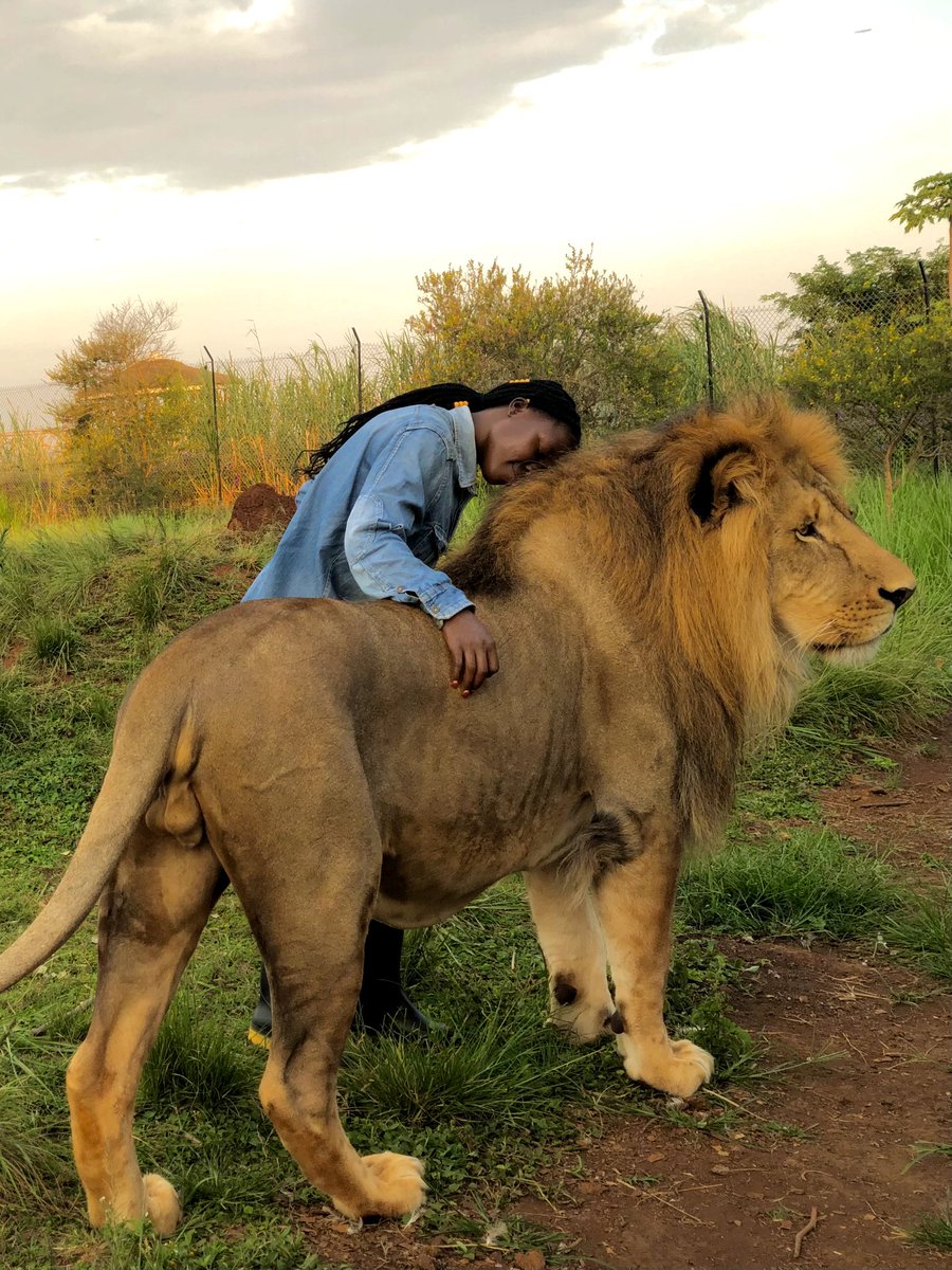 SnakeGirlUG's tweet photo. Years have passed and we are still counting ❤. I'm grateful for the learning experiences and the relationship Adar 🦁 and i have built over the years at @ctcconservation @LillyAjarova
@ExploreUganda #lionking https://t.co/3Va382Z2Sp