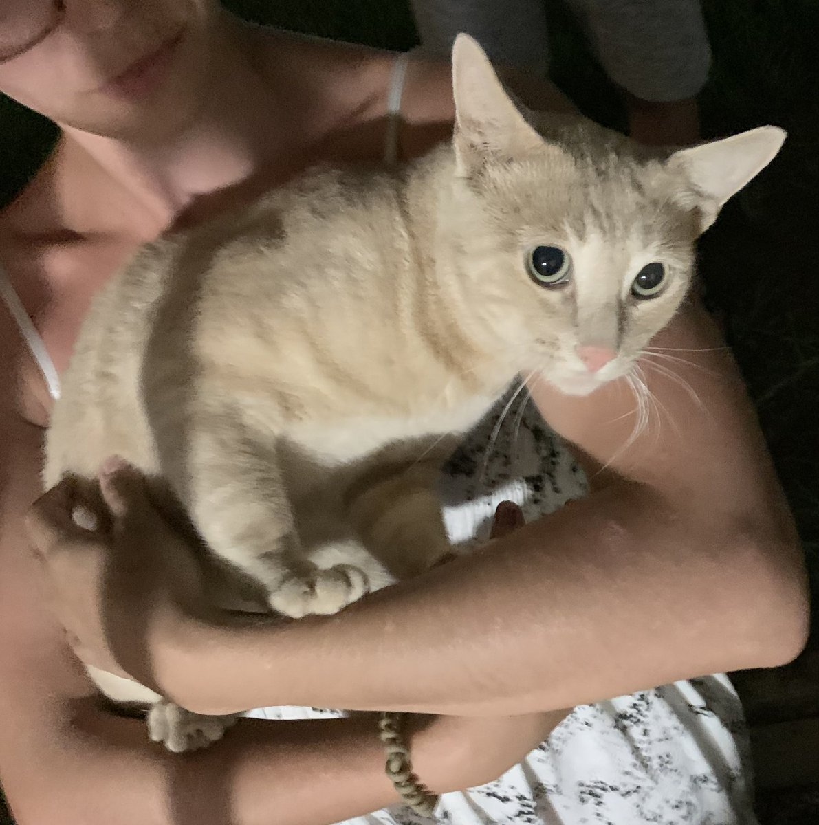 Este gatito ha aparecido en Sol de Alboran en Almerimar, si es de alguien avisadme!!