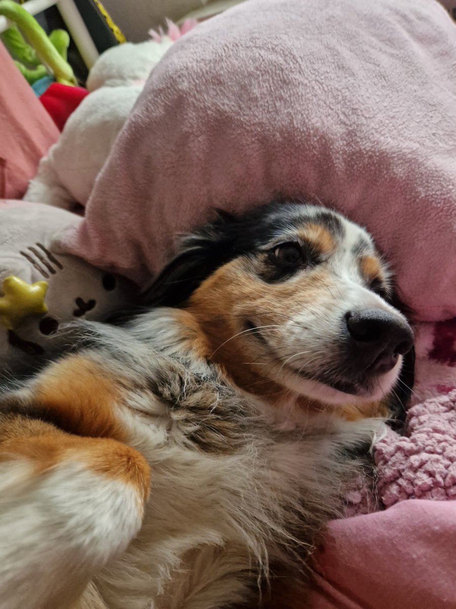 No #tongueouttuesday from Ceta this week. But look at her adorable smile 😍

#tot #australianshepherd #dogsarefamily #dogsontwitter