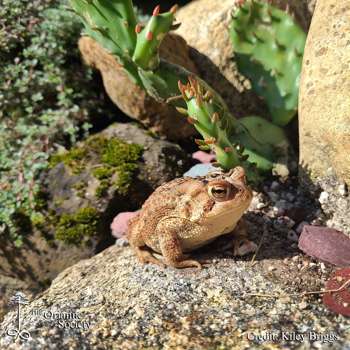 Most mornings, Kiley is greeted by this American Toad on his way out the door. It is common to have a toad live by a front door. Many insects attracted to porch lights fall to the ground, which attracts the toads. 

#OrianneSociety #KileyBriggs #amphibian #toad #americantoad