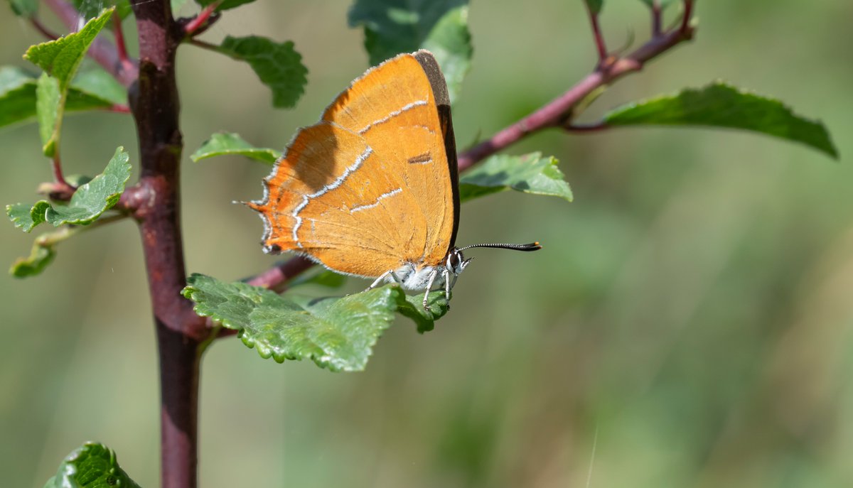 What a start to the @naturetrektours Sussex- Late Summer Butterflies tour today with 3 Long-tailed Blue, 2 egg laying Brown Hairstreak and many egg laying and courting Wood White.