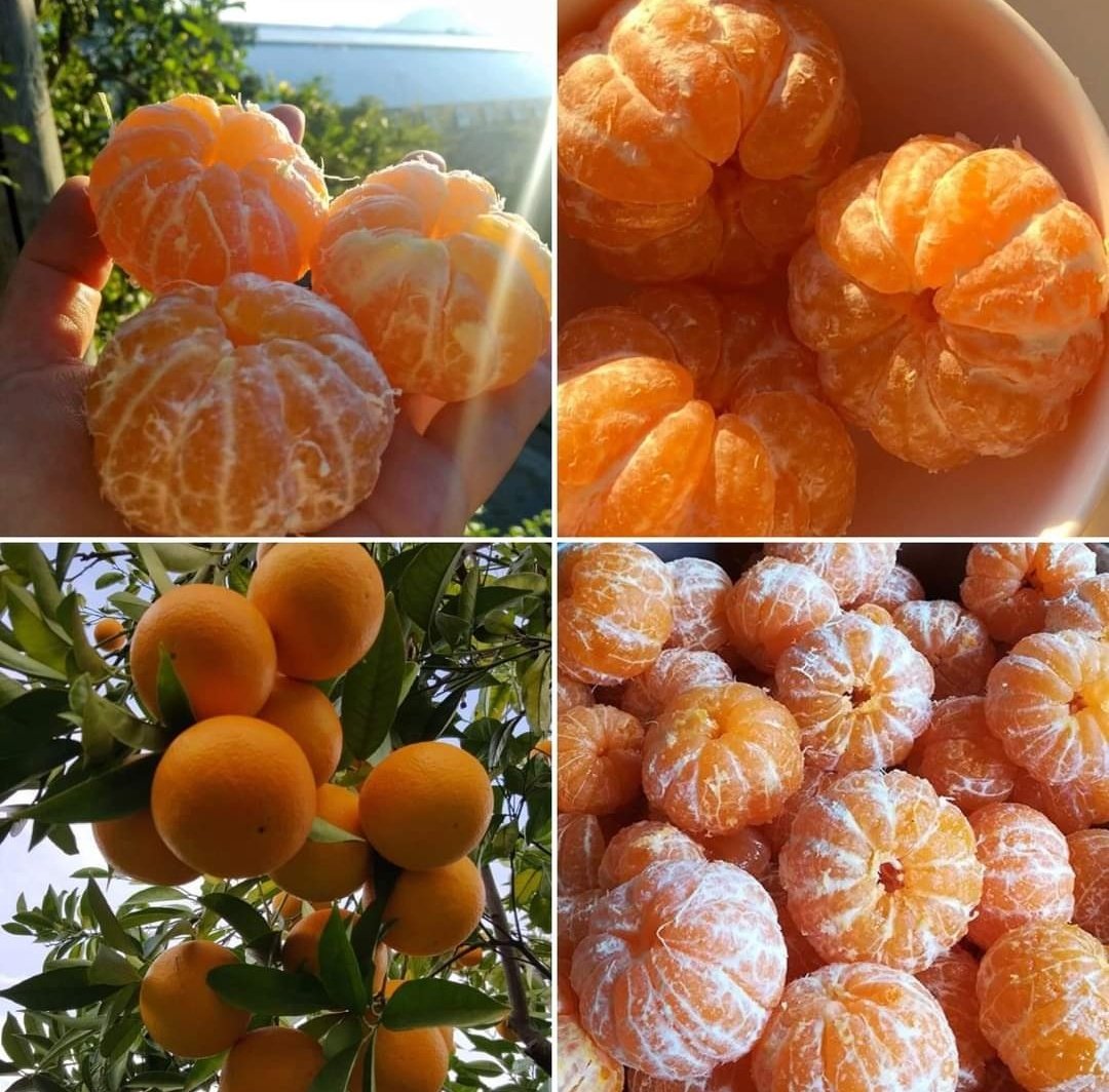 las mandarinas son mil veces más ricas que las naranjas