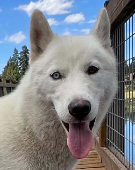 2 pic. Looking for a forever home for this beautiful husky girl! I’ve been watching her for a few weeks
