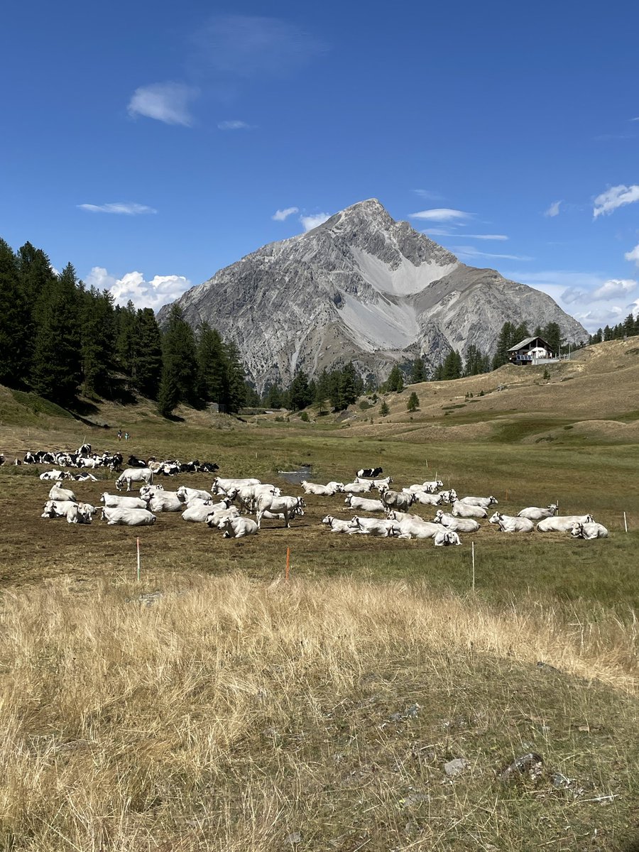 enrico_Mh's tweet photo. Assis dans le près, pique-niquer sur l'herbe et regarder ce magnifique paysage qui s'affiche devant nous.
Mont Chaberton, juste en face 🤩
💚💙 #Randonner 🥾 https://t.co/oO6M1c0vRC