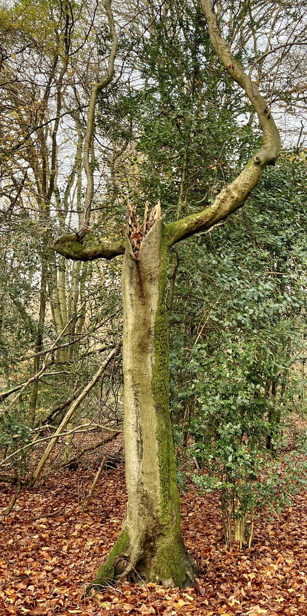 NiqStencil's tweet photo. @campbellclaret Throw your hands up in the air like you just don’t care!
Photo doesn’t quite capture it, sadly #DancingTrees https://t.co/O7dKFtxpNf
