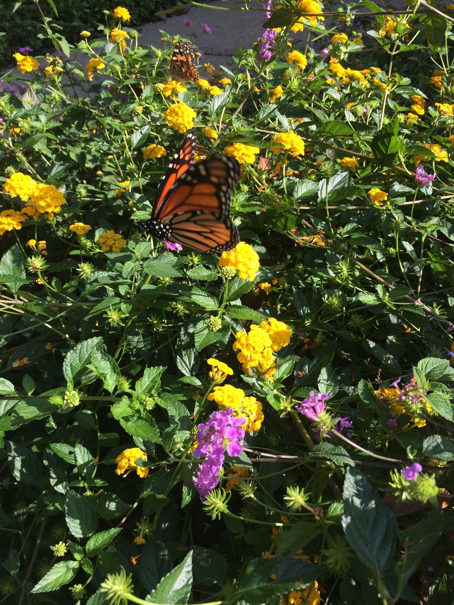 Just to be cheerful. This whole plane crash thing is depressing, and here I thought I was living in the quiet Michigan countryside