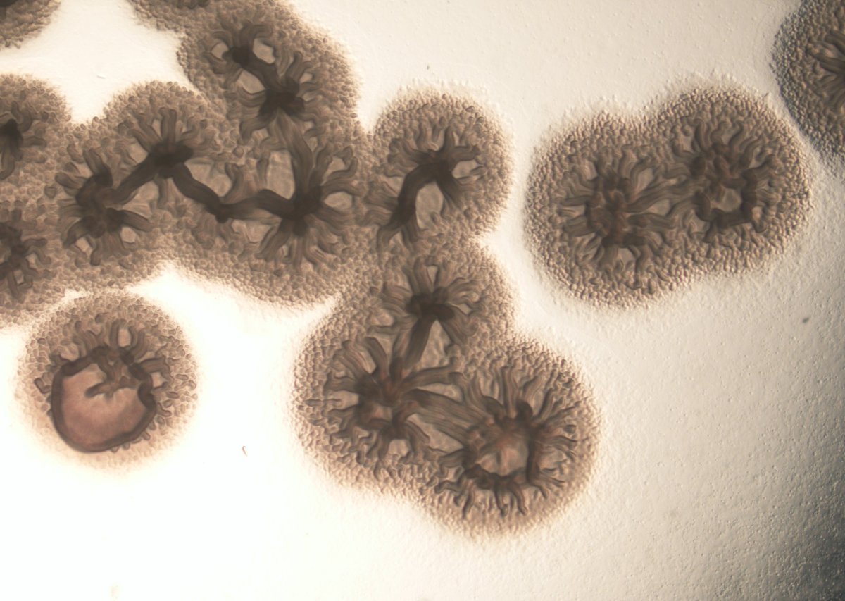 Dr. Selma M. tweet media