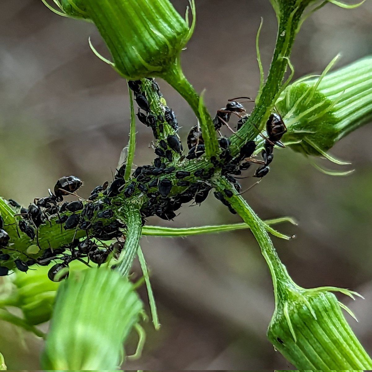 The ant and aphid relationship is really fascinating. From what I've read, the ants protect the aphids from predators so that they can then "milk" the aphids for the Sao they consume. Soooo cool to see this in my yard today!