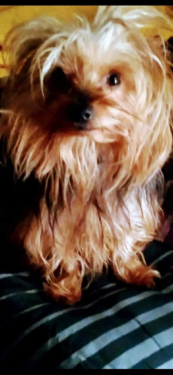 MsTexaz1978's tweet photo. @TopLeafList #Gucci!🐾💕 https://t.co/mb0qOwViZY