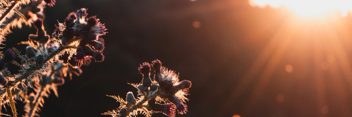GrowYourOwnMeal's tweet image. Think #regeneration always and when it comes to #plantRegeneration realize plants utilize all their five senses and rely also on that 6th sense.  Read more here. Regenerative Research: Plants and the Six Senses bit.ly/3QGAuRo