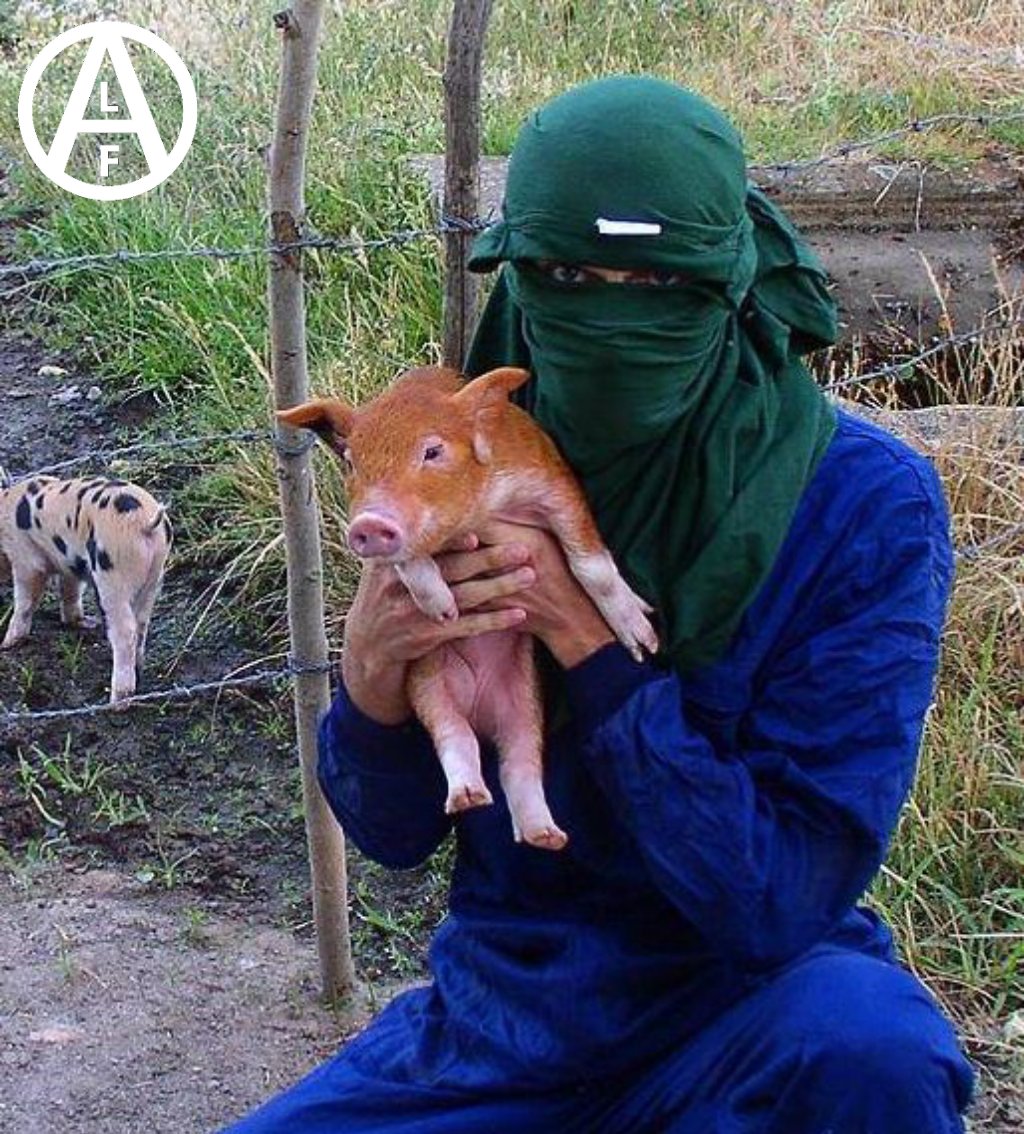 La liberación animal es un paso necesario para liberarnos de los terrores de la jerarquía capitalista y supremacista humana. El anarquismo es una forma y filosofía de vida sin estructura de poder ni autoridad, por lo tanto nuestra forma de alimentarnos no sigue ninguna de estas.