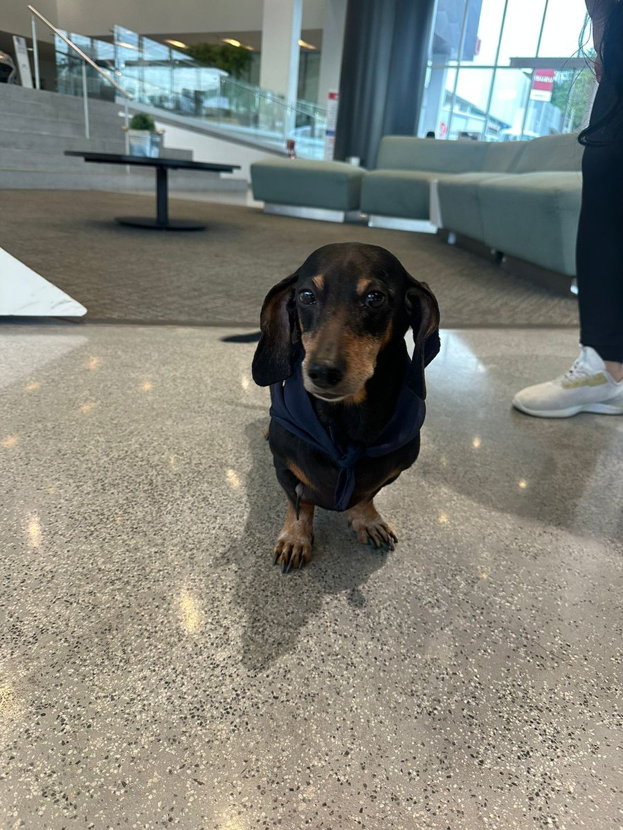ElMagoFM1's tweet photo. En  Hyundai los próceres, hay un perrito que se ha perdido y ahí está en la sala por si podés dar RT para encontrar a sus dueños https://t.co/hkZhcjk7GT