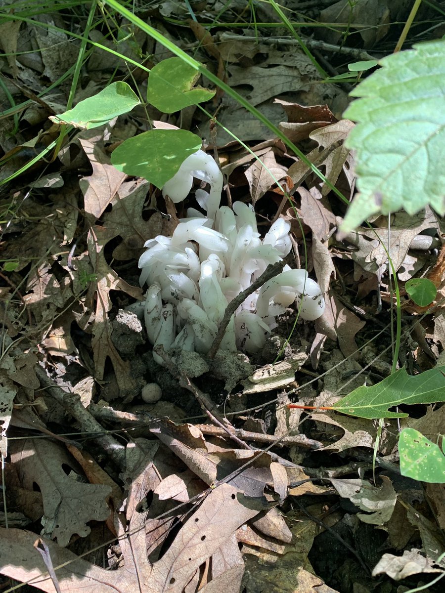 today i found ghost pipes for the 1st, 2nd, 3rd, and 4th time