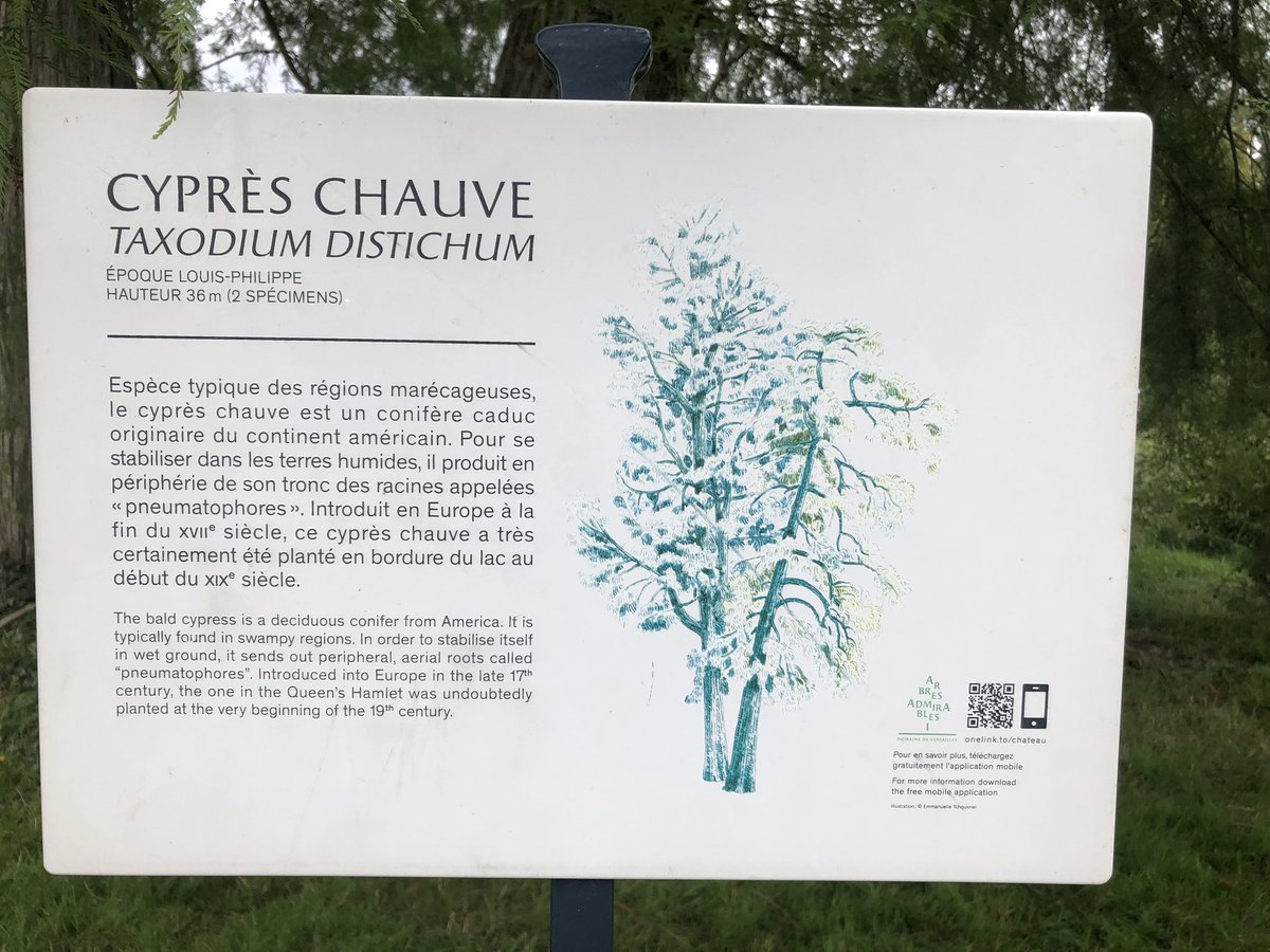 200 year old Bald Cypress tree at the ‘Hameau de la Reine’ of the <a href="/CVersailles/">Château de Versailles</a> . A bit of Louisiana bayou in 🇫🇷.