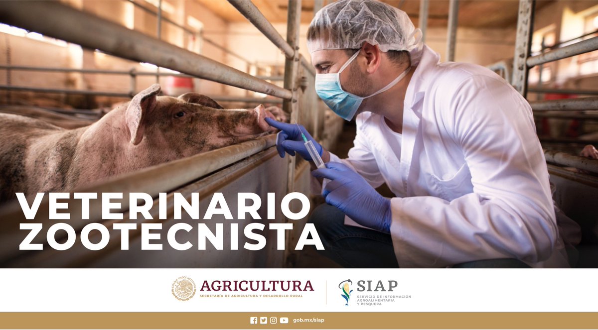 DGSIAP_Mx's tweet photo. #Yucatán se ubica como el 9° productor nacional pesquero con 47,630 toneladas.

#SectorPesquero
#AgriculturaMexicana https://t.co/PsfKEe8Sm4