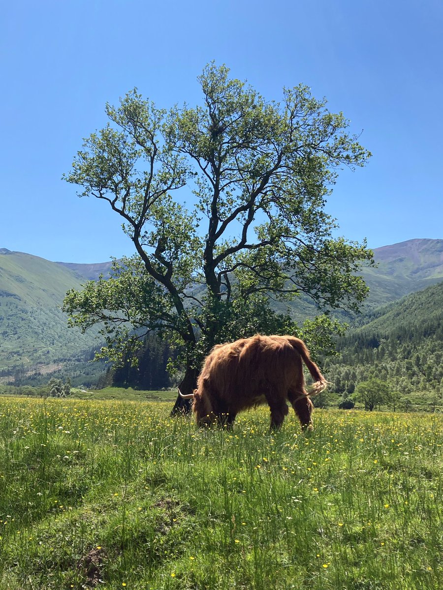 tryasyoumight2's tweet photo. @VisitScotland Close to the River Nevis on the way up to steall falls https://t.co/EfcSznOe6Q