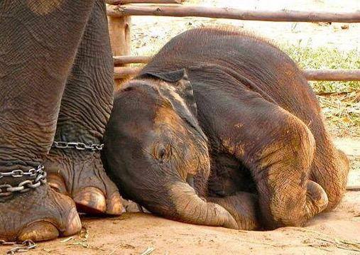 AyshahAwan's tweet photo. As a so-called "civilized" people, and as members of a society in search of lasting peace in the world, we cannot remain callous to our responsibility toward nature and insensitive to the inherent rights of the animals.
Nathaniel Altman  
#AnimalRights 
#AllLivesArePrecious https://t.co/tgLK4y2s7R