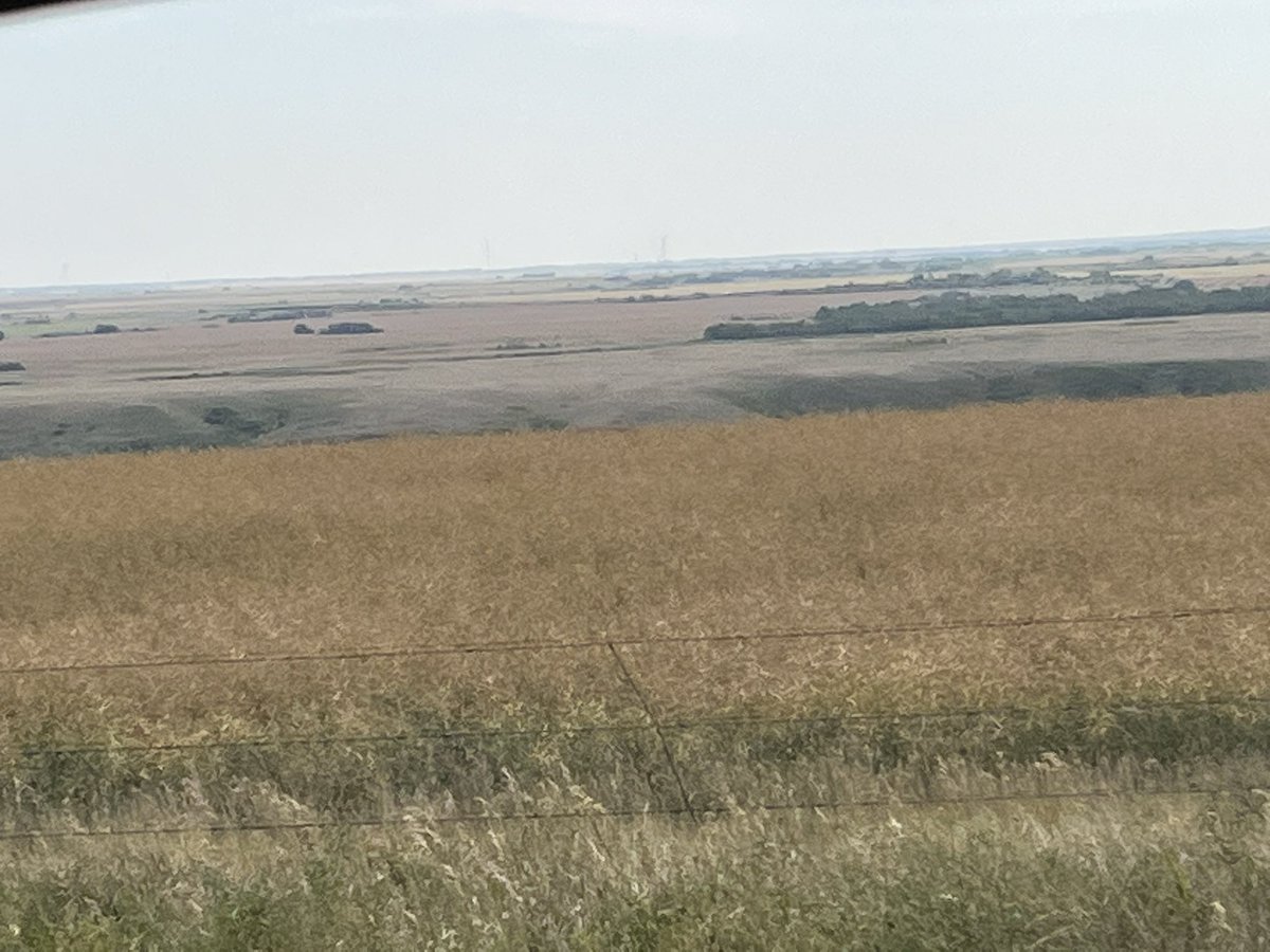 GouldRanching's tweet photo. @KKoolyk @breannetidemann @KuhnTyrel @MileWestLandon @Bizzanch @GboschBosch @HorseShoeHillby Combining dry wheat S of veteran right now, combining lentils S of consort, canola will be a bit.  Early seeded canola and late seeded canola pictured https://t.co/rE3zzB3RbR