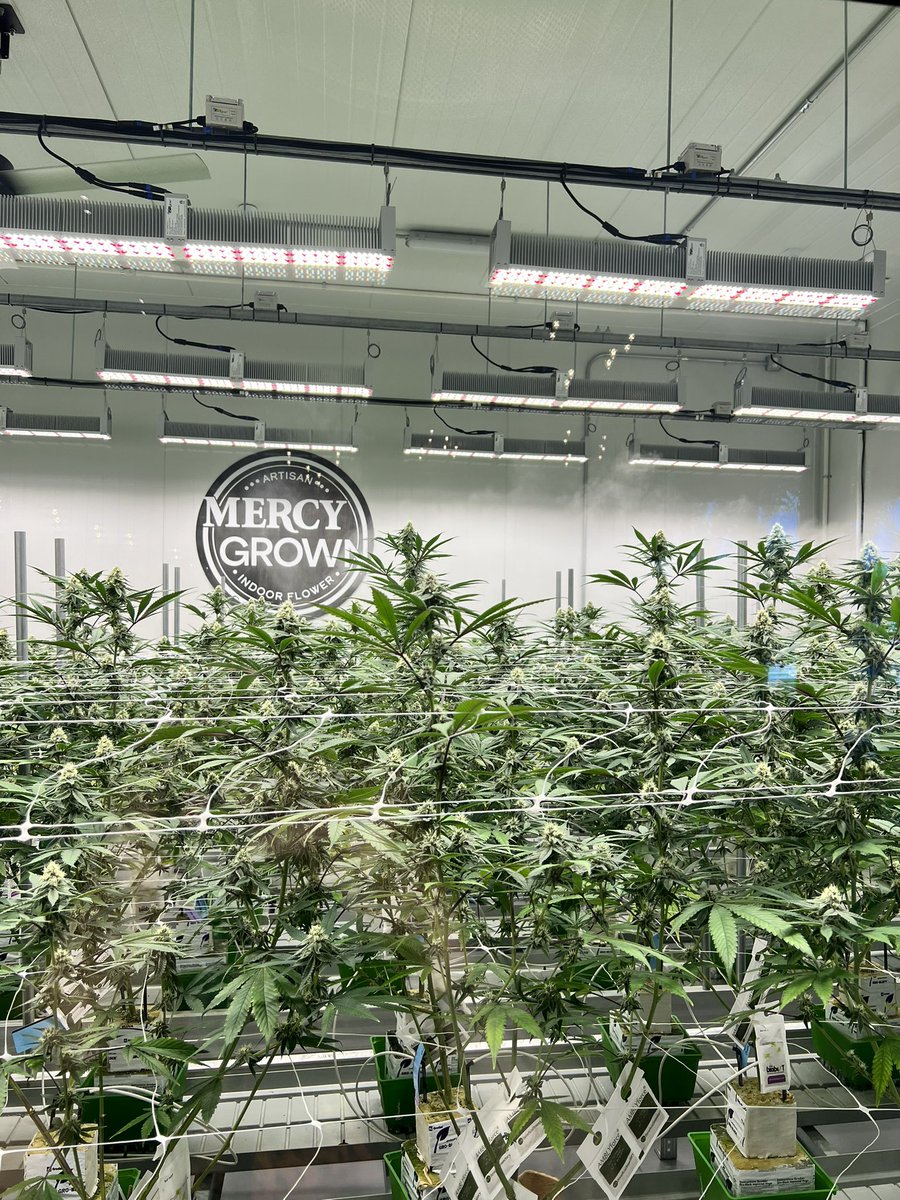 mercywellness2's tweet photo. View of our beautiful grow at our Cotati location. Come on by and see from your self from our lobby! 🙌 https://t.co/WjJiGTBBV2
