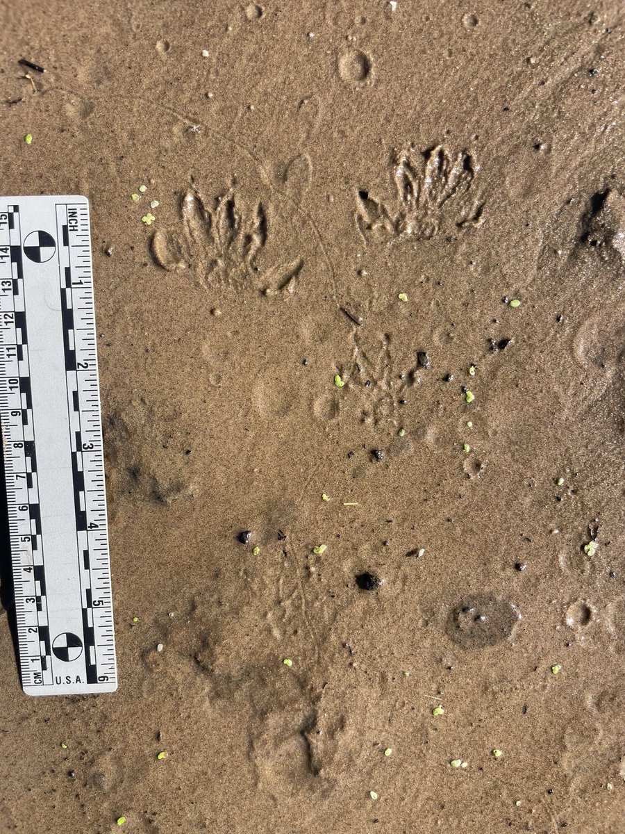 thunefeld's tweet photo. Bounding muskrat.  Northern Wisconsin Wolf River. https://t.co/RhbBl1ahMv
