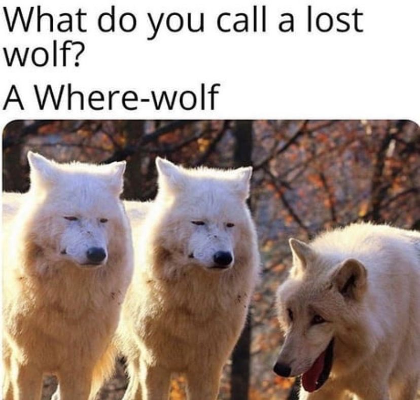 trinzu's tweet photo. #OnlyWolves โค๏ธ๐บ https://t.co/aK9s0GrNYs