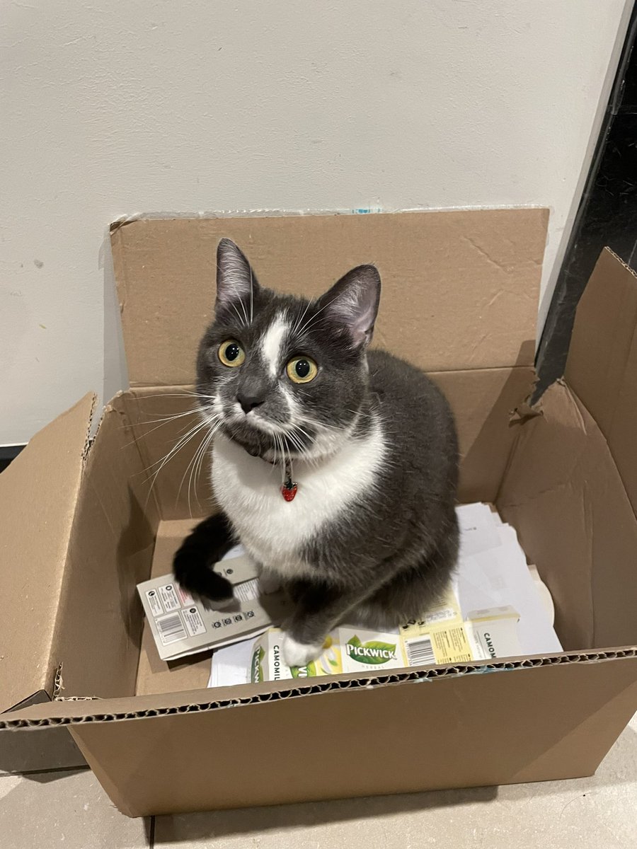 FilouTheCat1's tweet photo. Human is moving, I’m just making sure the boxes are allright #CatsOfTwitter https://t.co/nlHWWaw7SE